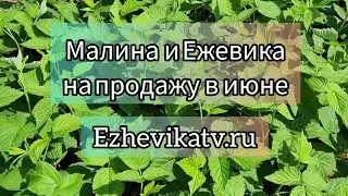 Саженцы малины и ежевики на продажу в июне. Сорта в описании под видео. Сайт ezhevikatv.ru