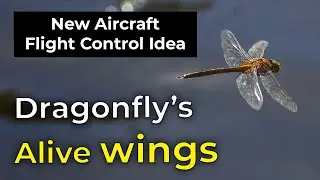 Dragonfly's wings | New aircraft flight control idea