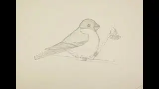 How to draw a bullfinch step by step with a simple pencil for beginners