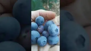 сажаем только ПРОВЕРЕННЫЕ СОРТА ГОЛУБИКИ
