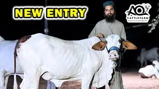 Beautiful NEW ENTRY at AQ Cattle Farm | Cattle Market Karachi