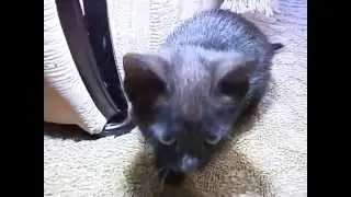 Кошечка Муха веселится
