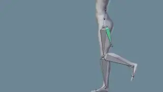 musculo constraint copy rotation