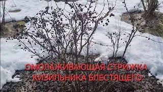 ОМОЛАЖИВАЮЩАЯ СТРИЖКА КИЗИЛЬНИКА БЛЕСТЯЩЕГО.