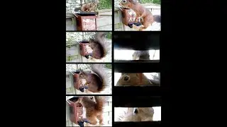 L'écureuil roux -squirrel