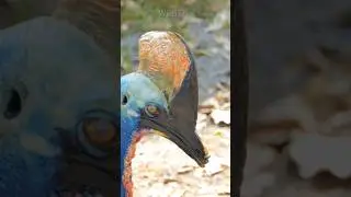This bird can open your stomach with a claw | The world's most lethal bird - the cassowary 