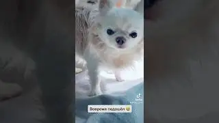 #тикток #чихуахуа #рек