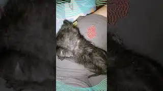 Афиночка играет тигровым глазом #cat #kitten #афина #love #catlover #pets #kitty #котик #cute