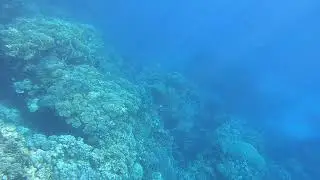 Marsa-Alam, Abu Dabbab, Malikia reef