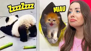 WE ARE WATCHING THE CUTEEST ANIMALS ON TIKTOK!