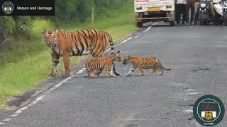 Tiger Cubs Crossing the Road with their Mama. #NatureAndHeritage🐯. |Wildlife's| |Wild Animals|