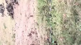 Titar ladai bird fighting