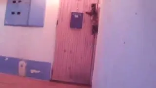 Incredibly smart cat, calls home