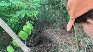 Mélyen az erdőben, messze az ösvénytől - Eger
