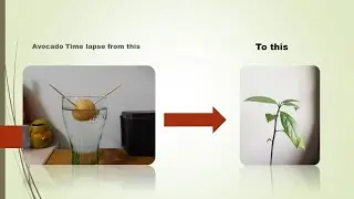 Avocado growing 2 months