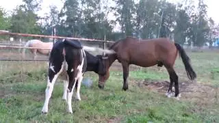 Привет! Я конь ЯШКА! My name is Yasha! Нorse