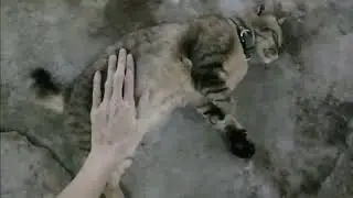 A cat in a market played with me.