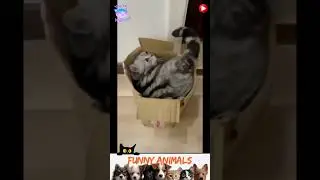 приколы с животными , смешные моменты , коты и собаки  , смех до слез #cat #dogs #animals