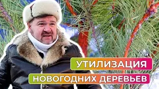 Как правильно и куда утилизировать зеленую красавицу
