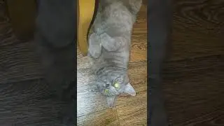 Кот на стиле! 😁Cat in style!