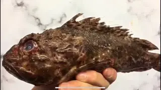 İskorpit Çorbası 🍜Balık çorbası Denizlerin Çirkin Kralı İskorpit) 