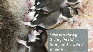 Siberian Husky Giving Birth