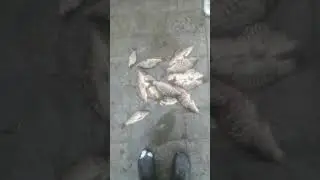 Зеркальный карп