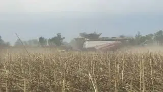Продолжаем Убирать подсолнечник￼