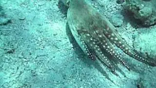 Nemo meets the Octopus
