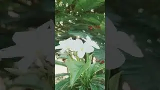Kath Golaper Sadar mayay....কাঠ গোলাপের সাদার মায়ায়