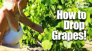 How to Drop Fruit (Grapes) in Your Vineyard | Season 1, Episode 13 | Dirty Vineyard