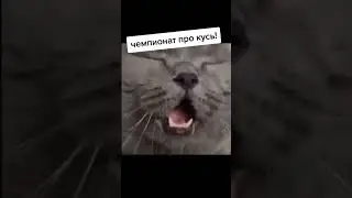 #коты #тренды #cat #топ