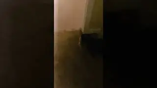 Cat howls like a dog
