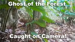 Ghost of the Forest Caught on Camera!