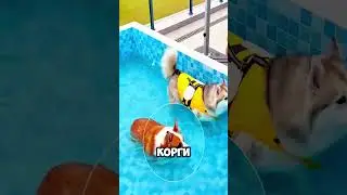 Мальчик Проверил Как Плавают Его Собачки 😂🥺