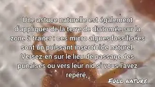 comment se débarrasser des punaises de lit