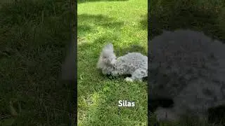 Silas is a lilac chinchilla little boy. Such a personality! Countrybumpkinbunnies.com