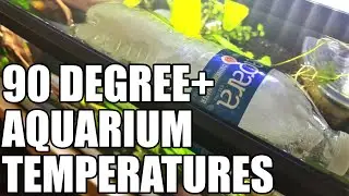 How To Cool Your Aquarium In A Heat Wave