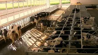 Brenvue Holstiens Dairy Farm