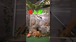 Giant Iguana Emoji Challenge!