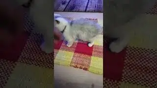 Tatlı Kedi Pamuk