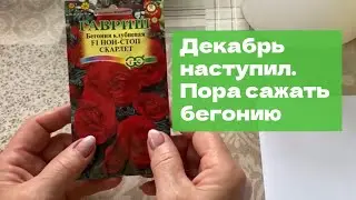 Бегонию пора сажать уже сейчас! Хоть и снег в саду, начинаем готовиться к весне