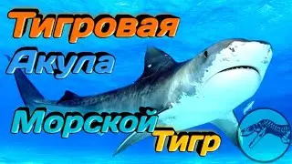 ТИГРОВАЯ АКУЛА | Морской Тигр [Морские Обитатели #1]