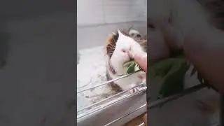 МОРСКИЕ СВИНКИ.
