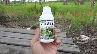 obat rumput Vulgar atasi rumput pada tanaman padi dengan cepat dan tuntas
