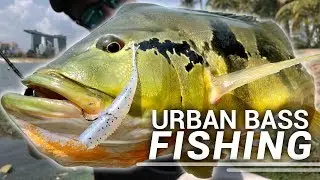 Urban Lure Fishing For Big Bass! (SINGAPORE) | Facepalmfishing