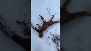 06.01.2024 Прогулка по лесу удалась. Подарок на Рождество. Рог лося
