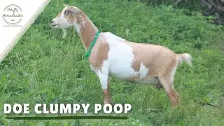Clumpy Poop in a Doe After Kidding