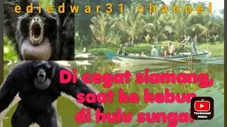 Di cegat siamang hutan liar, saat ke kebun di hulu sungai