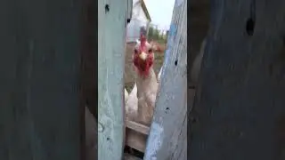 капееец!